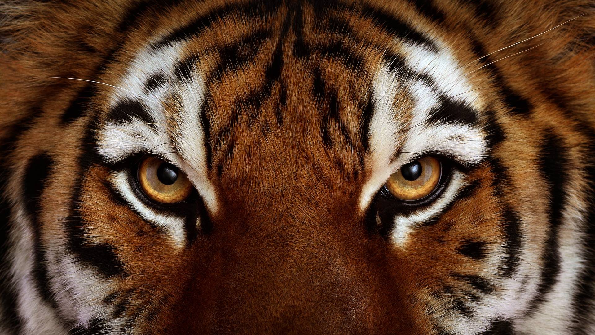 Wallpaper Tiger's eyes, close up