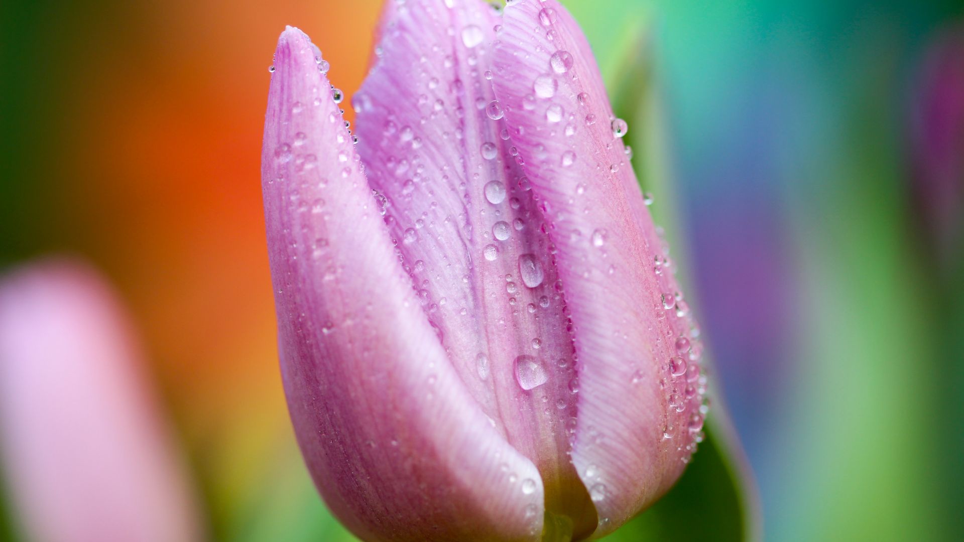 Wallpaper Pink Tulip flower, drops, close up
