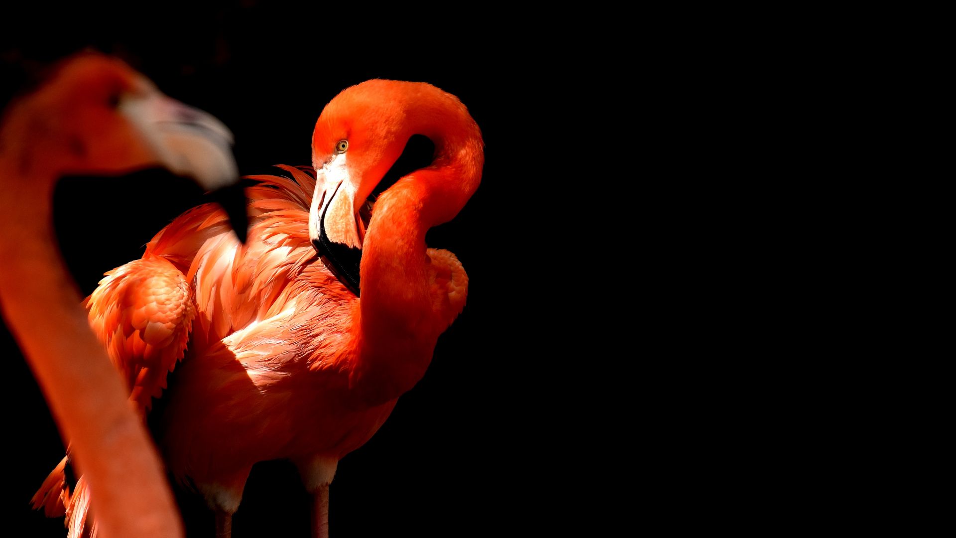 Wallpaper Flamingo, birds, red