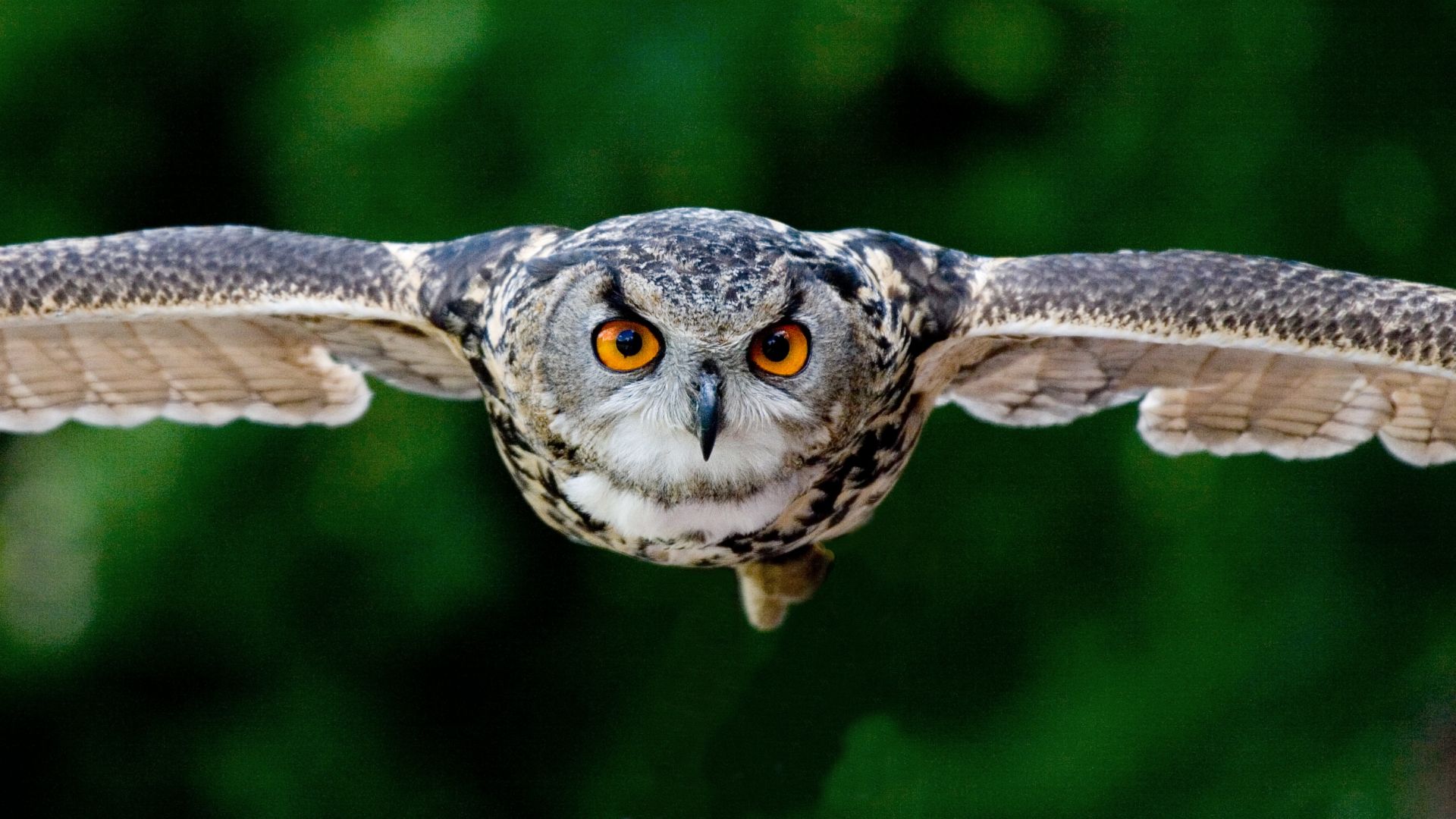 Wallpaper Owl bird flying, predator