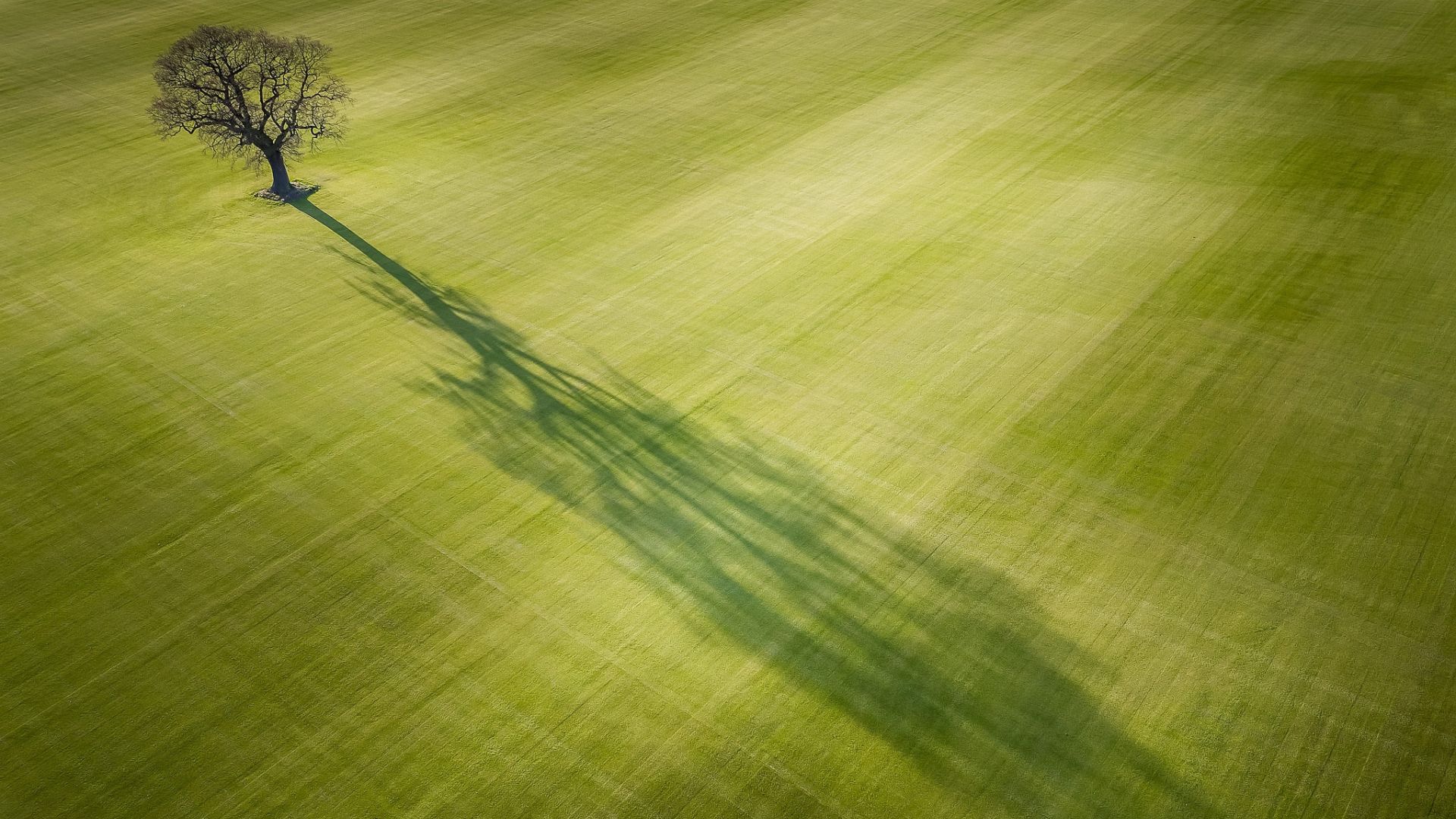 Desktop Wallpaper Tree Shadow, Aerial View, Landscape, Hd Image