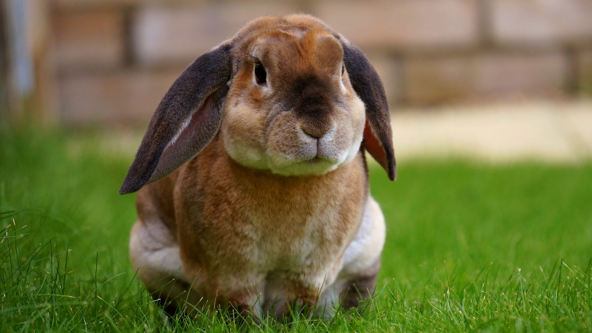 Wallpaper Rabbit, sit, grass, cute bunny