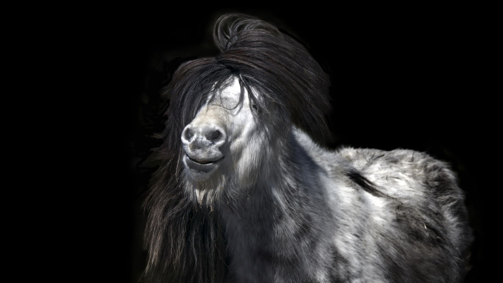 Wallpaper Happy horse, animal, monochrome