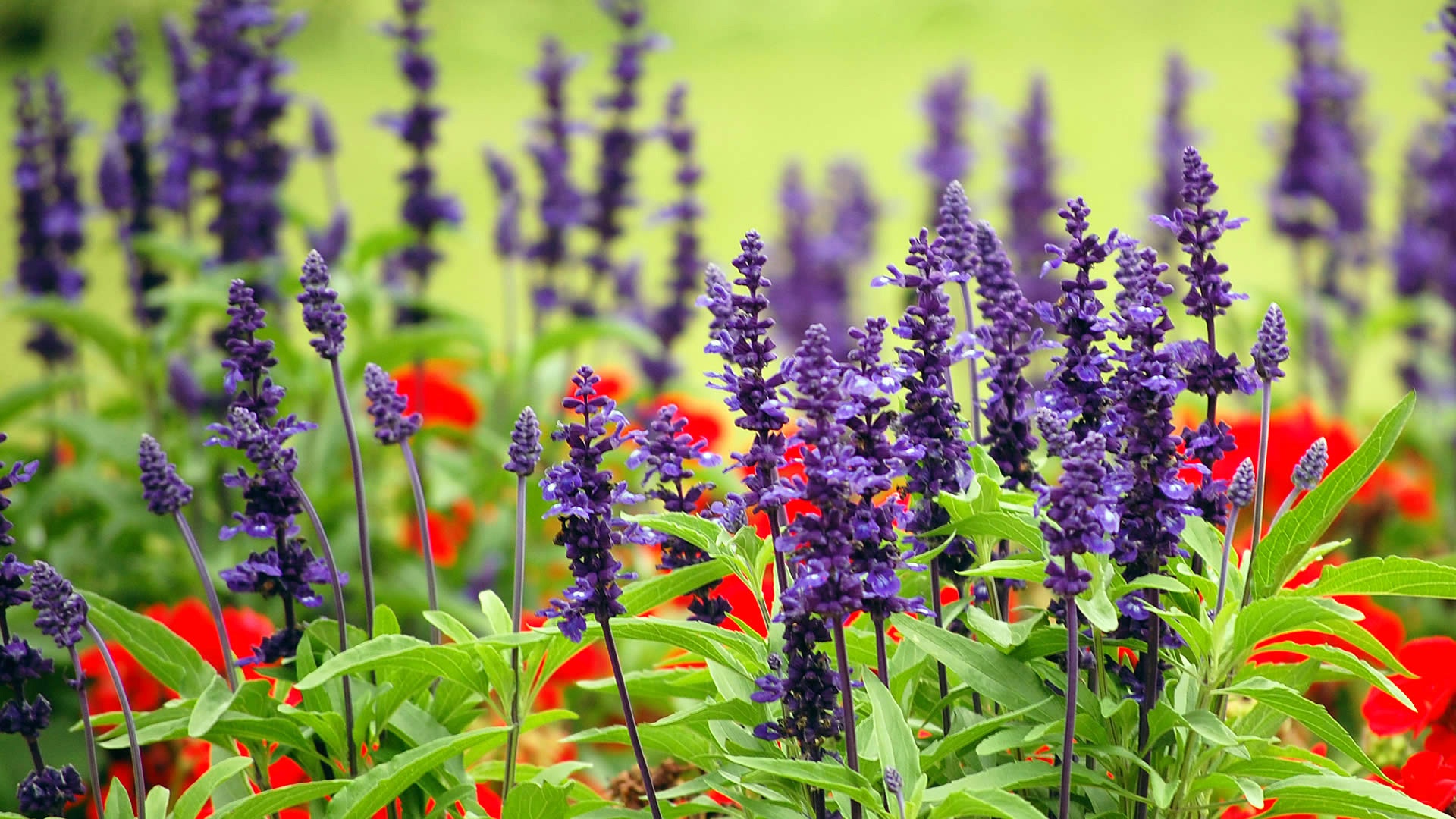 Wallpaper Lavander farm field, purple flowers, plants