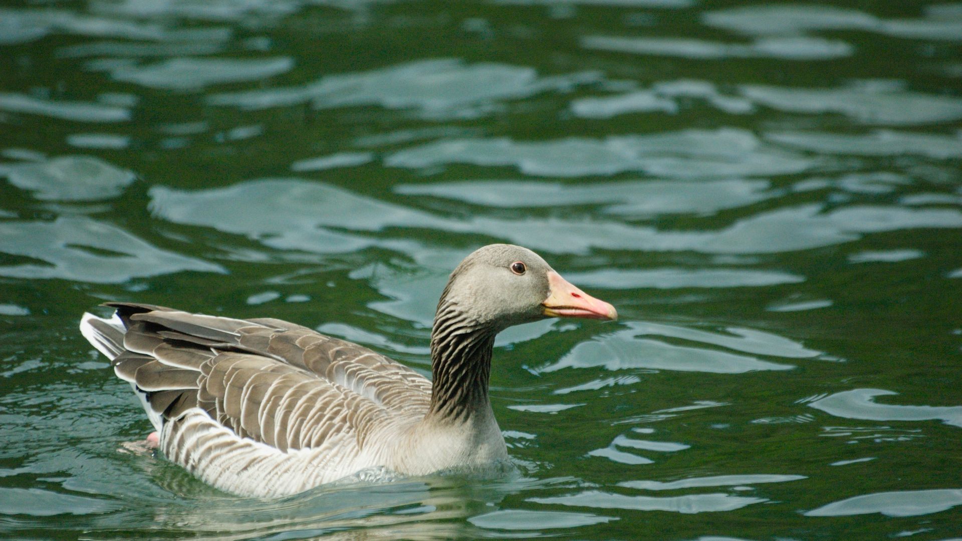 Wallpaper Goose, bird, water bird, swim, lake