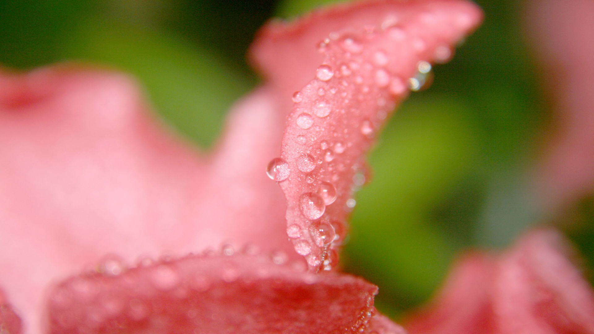 Wallpaper Water drops on flowers petal close up