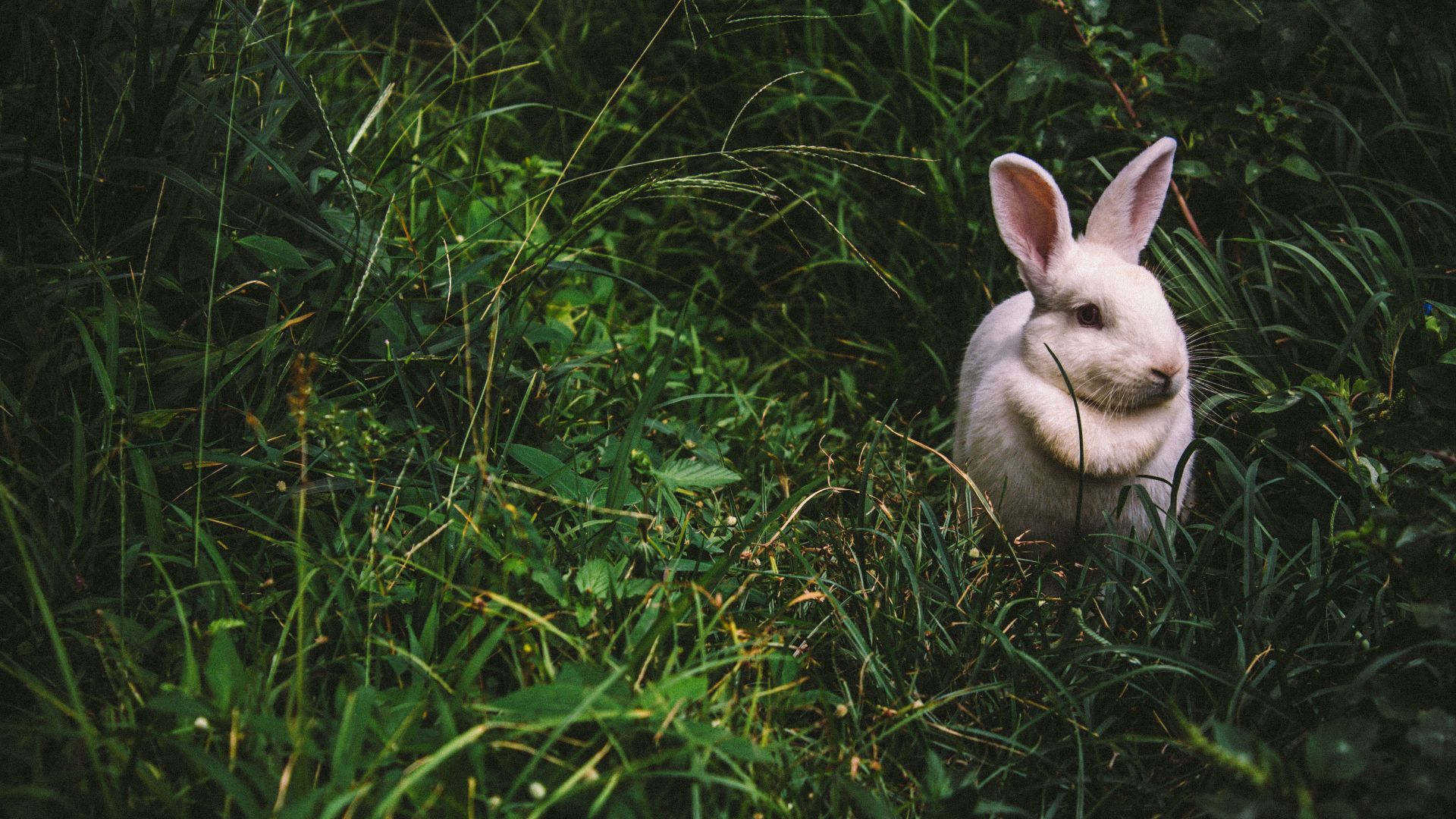 Wallpaper Rabbit, hare, grass