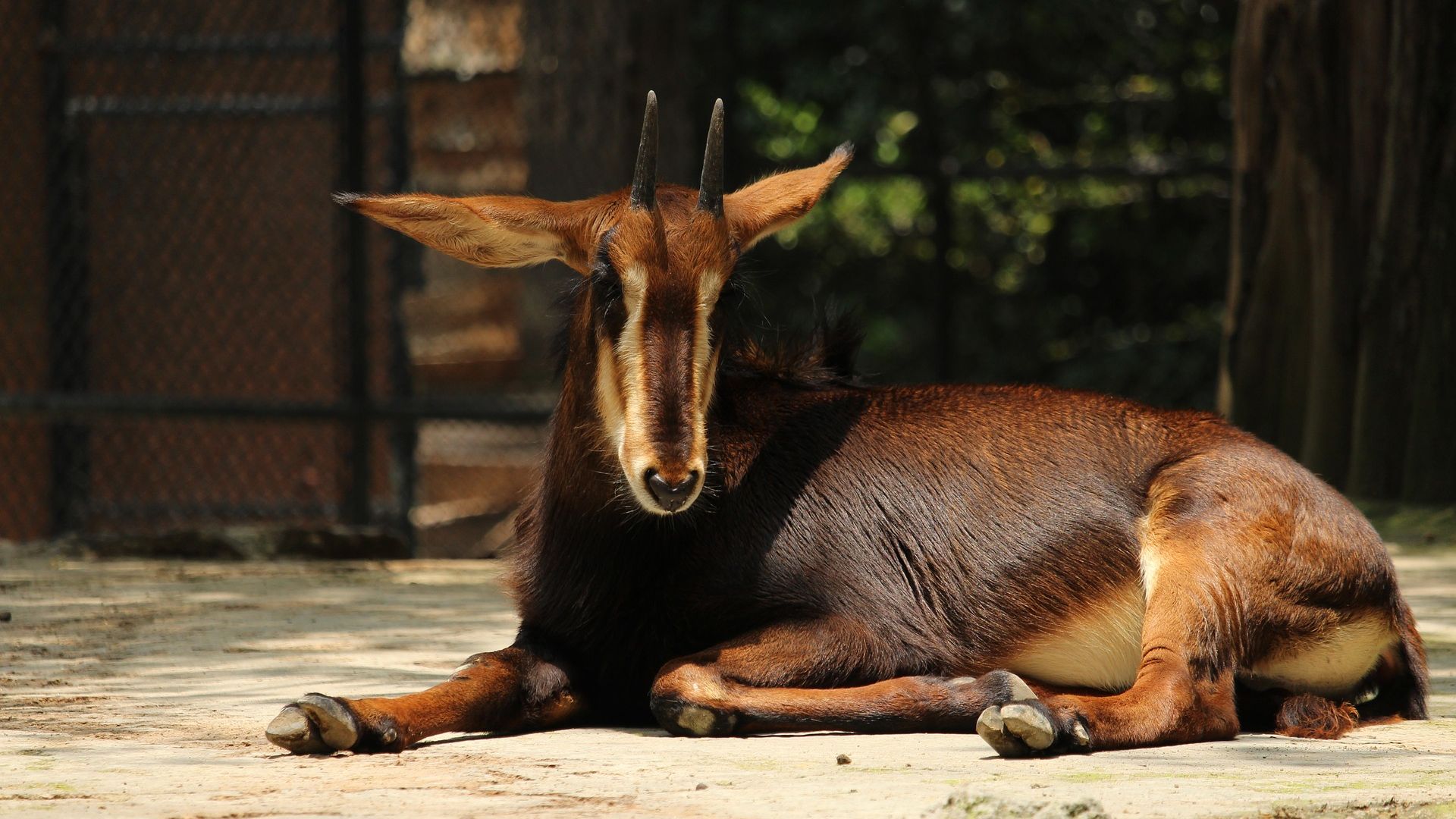 Wallpaper Goat animal in zoo, sitting