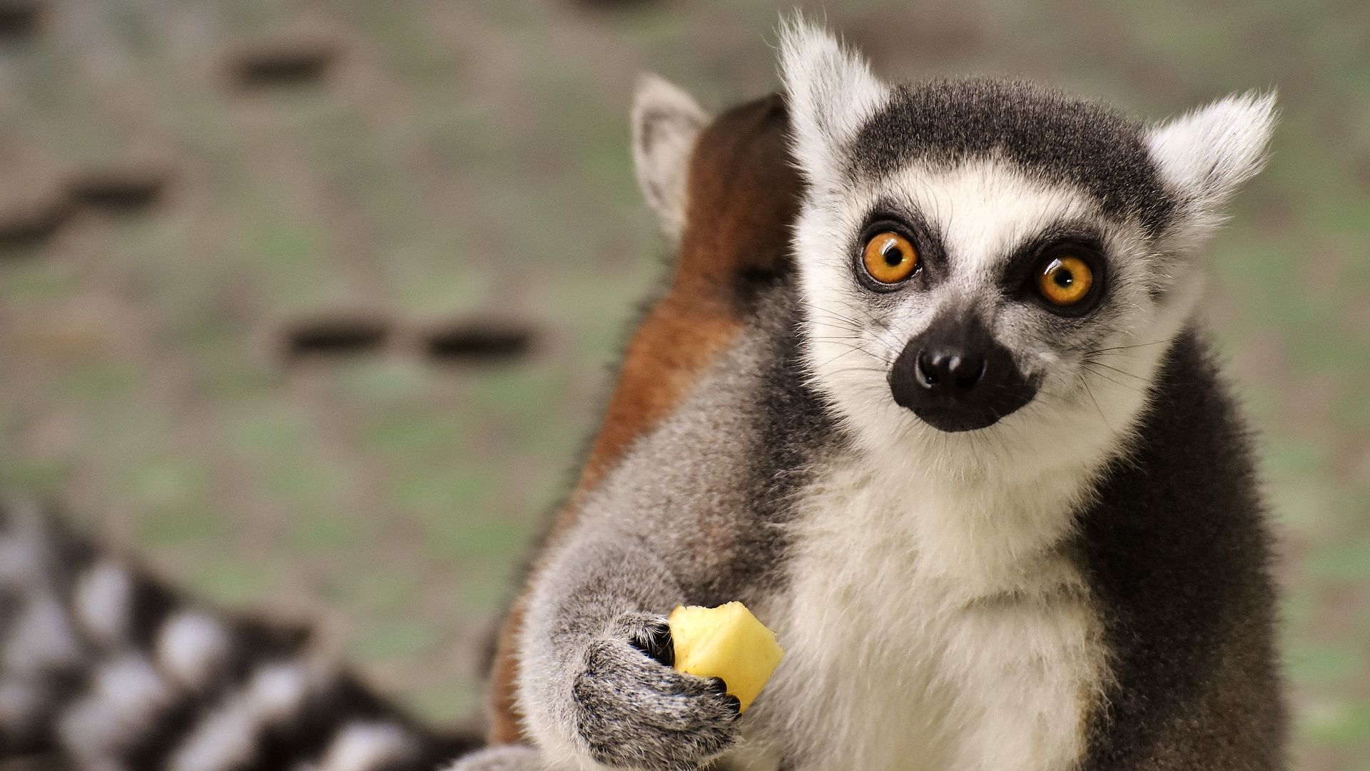 Wallpaper Monkey, Lemur, cute animal, eating