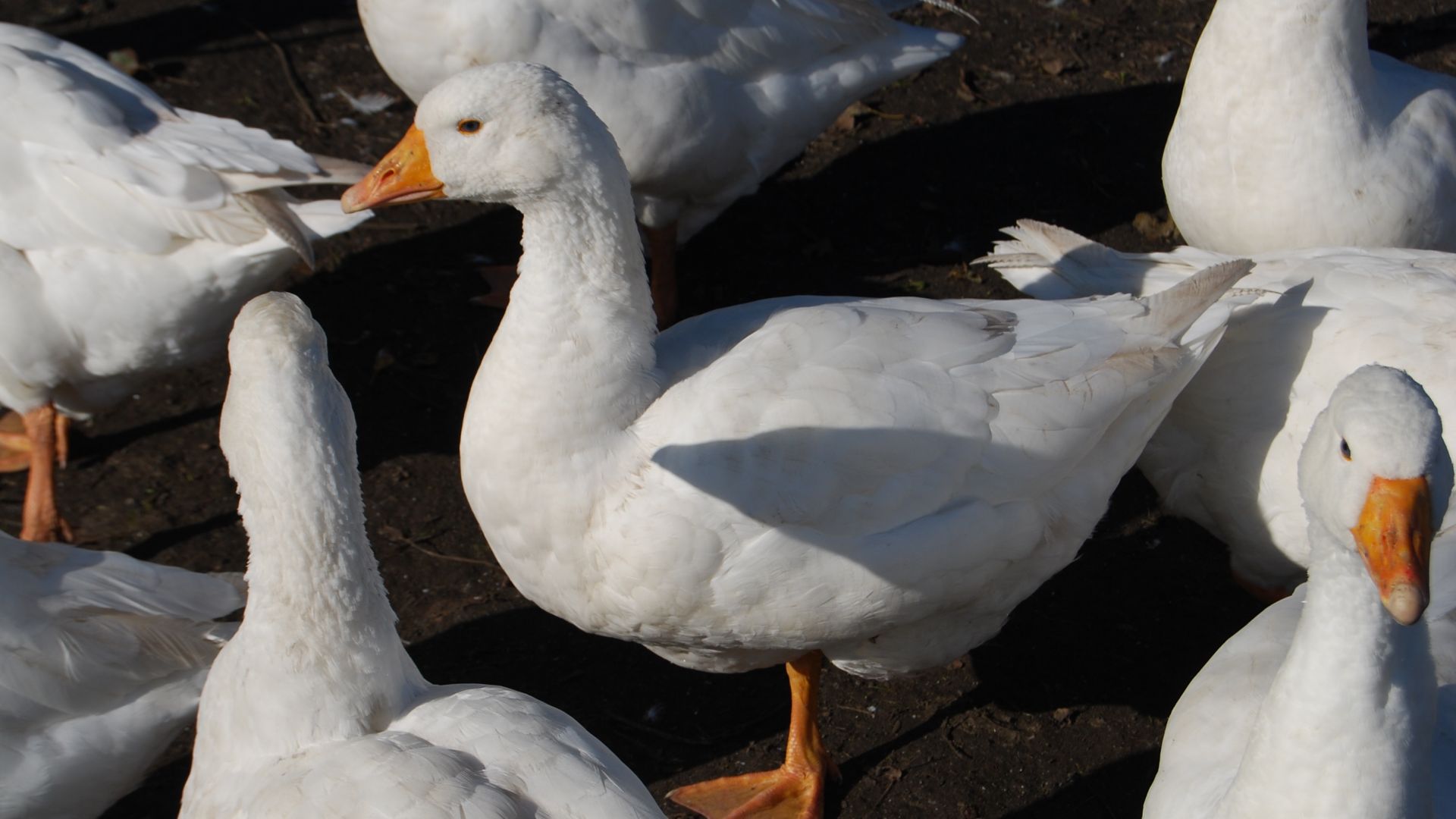 Wallpaper Goose, duck, white birds