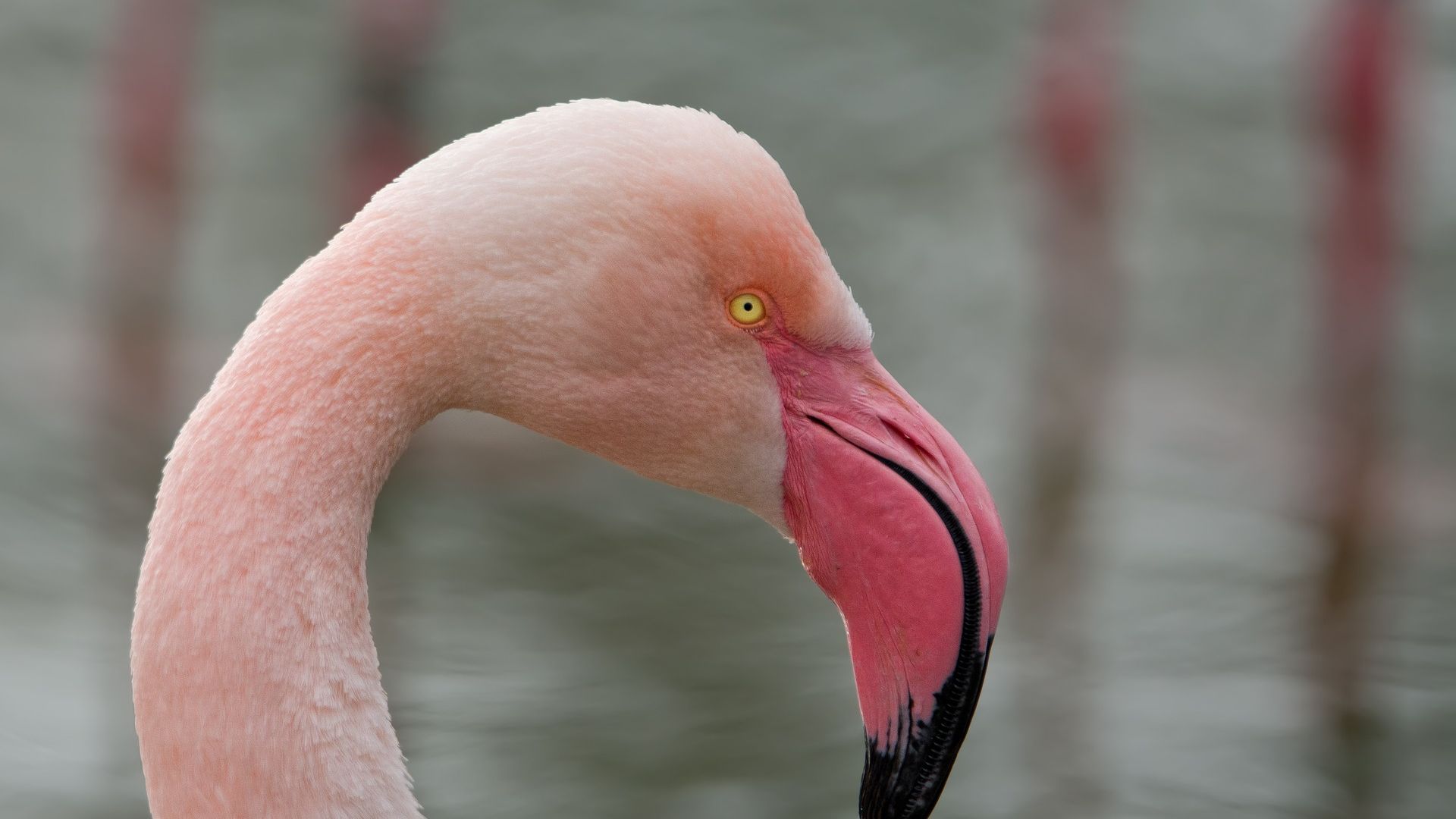 Wallpaper Pink bird, flamingo's neck