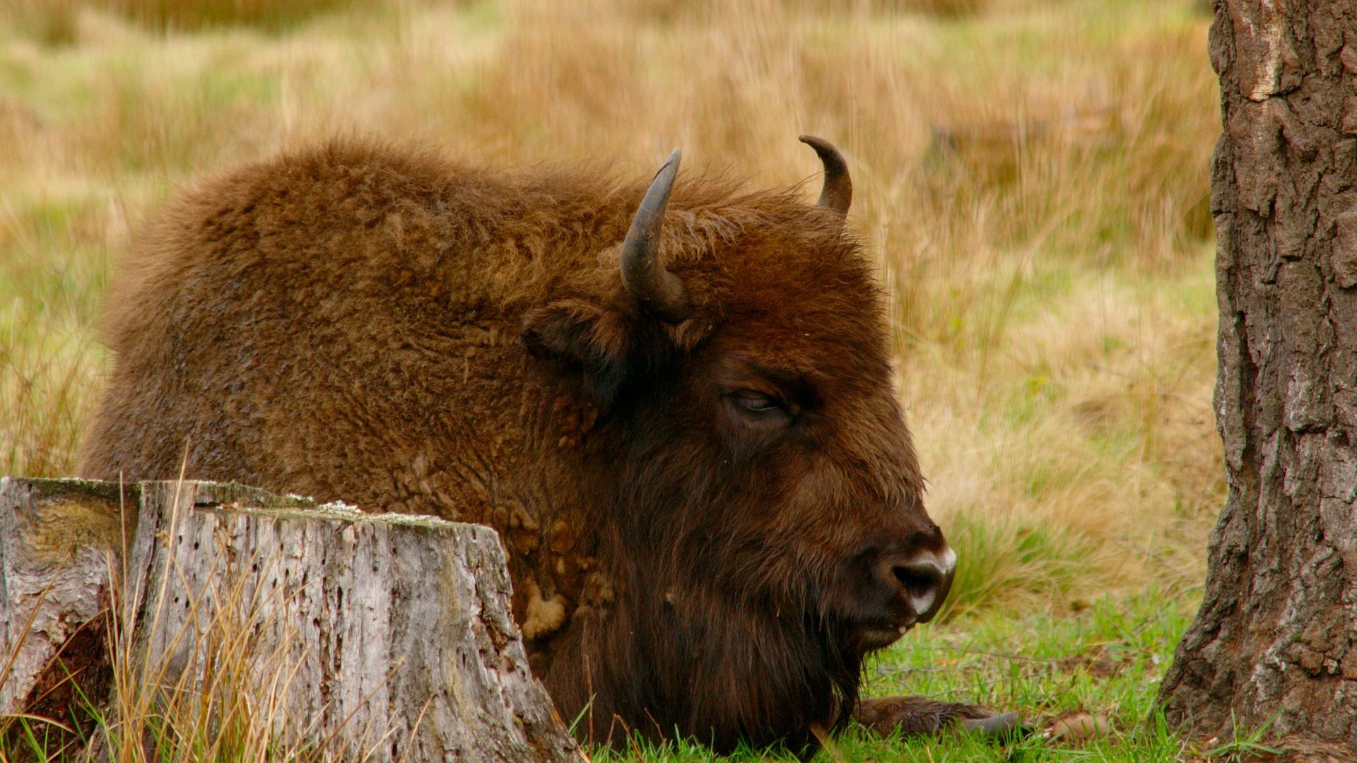 Wallpaper Bison animal, furry animal, sitting