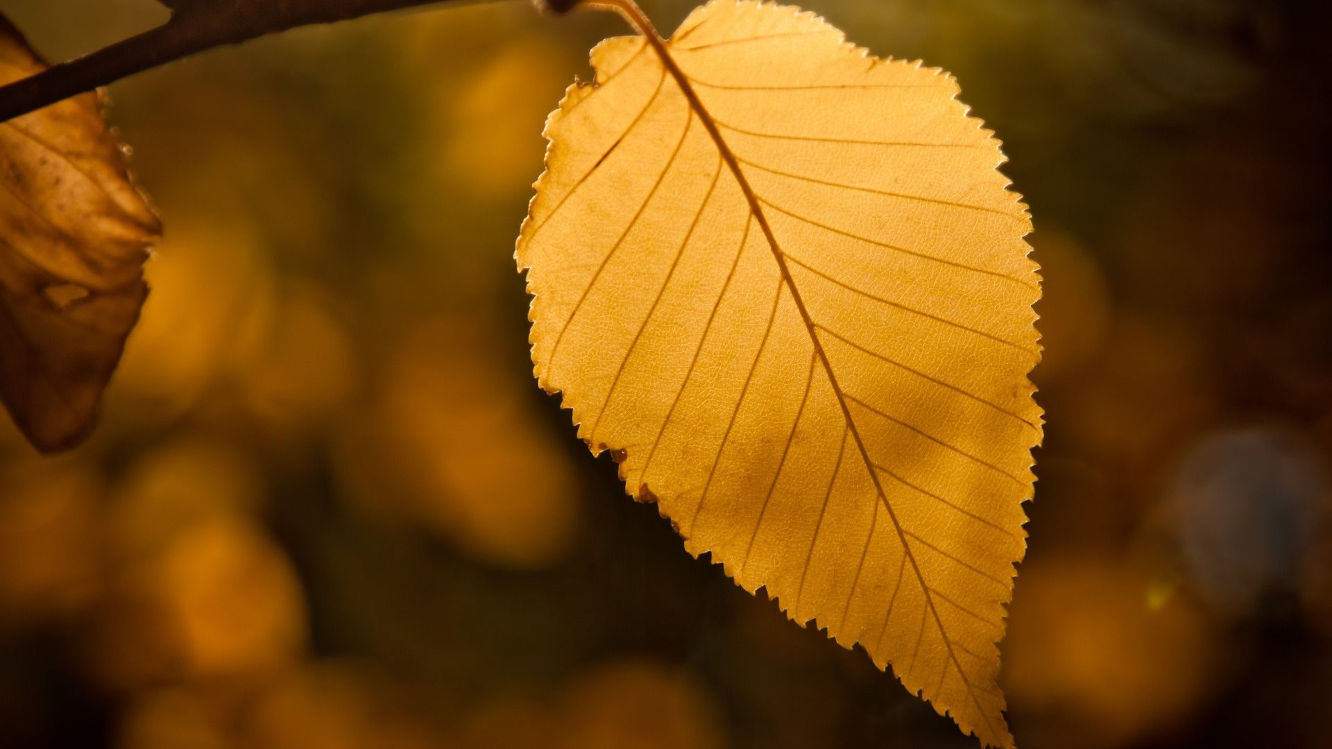 Wallpaper Yellow leaf, close up 