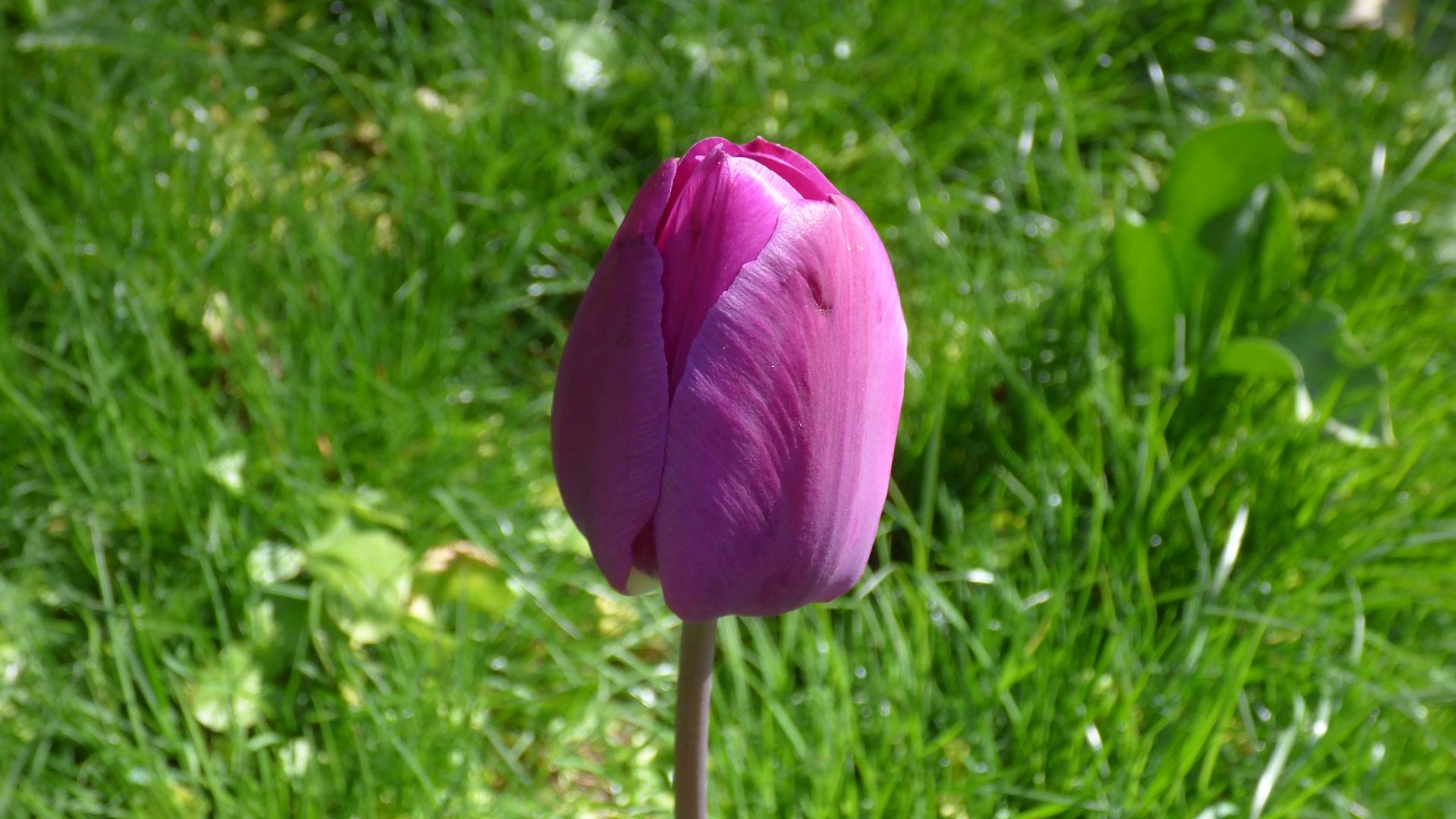 Wallpaper Pink tulip bud, flower, grass