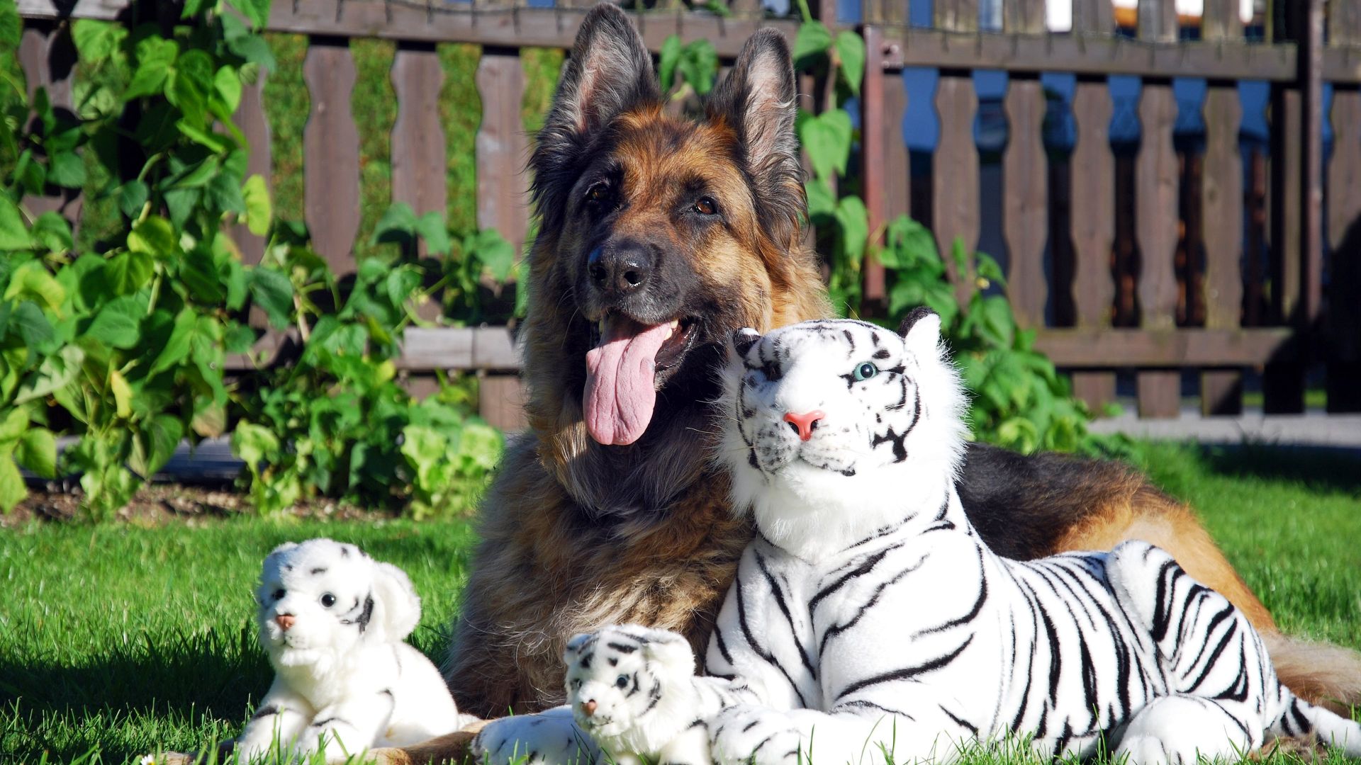 Wallpaper White tigers toys and German Shepherd dog