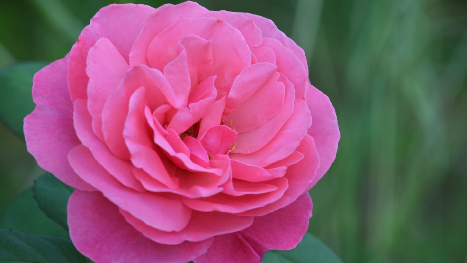 Wallpaper Pink rose flower close up