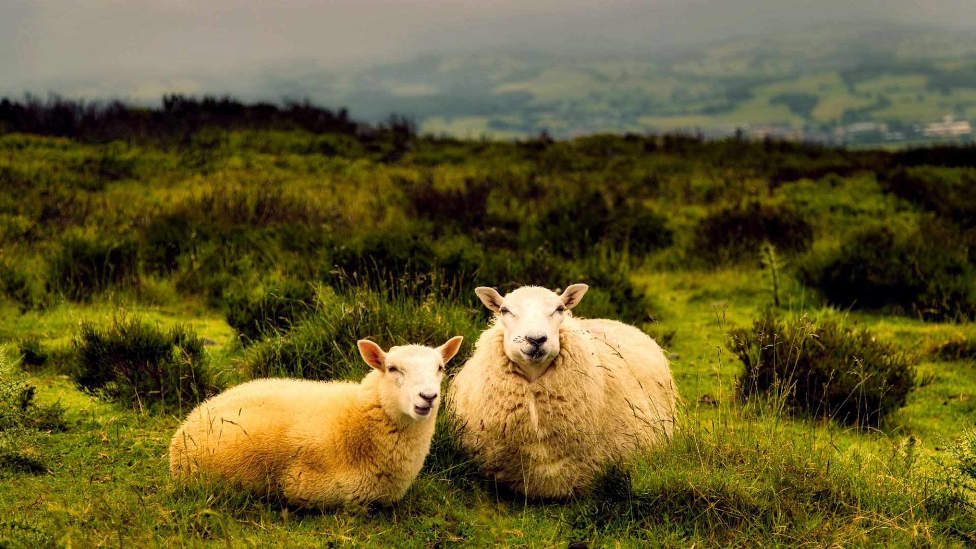 Wallpaper Sheep pair, sit, animal, landscape