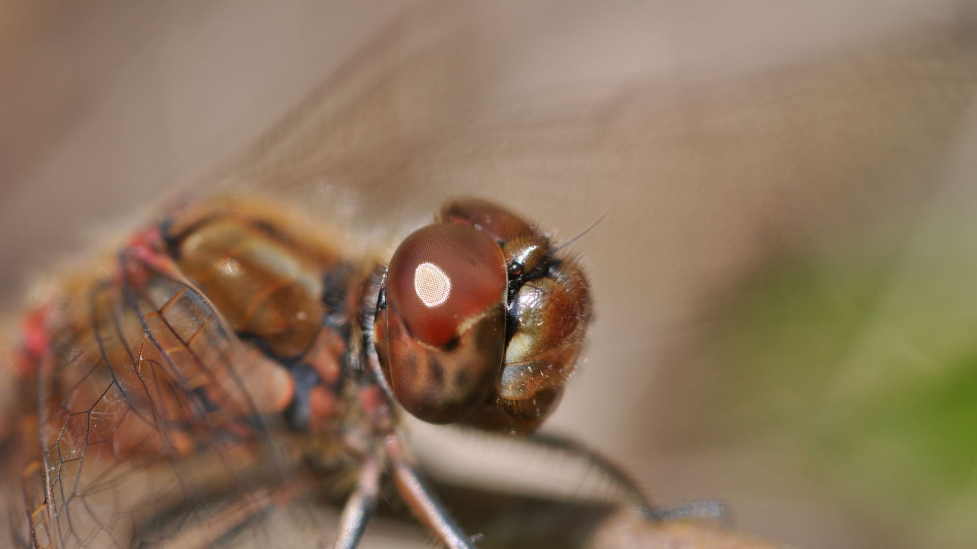 Wallpaper Dragonfly, close up