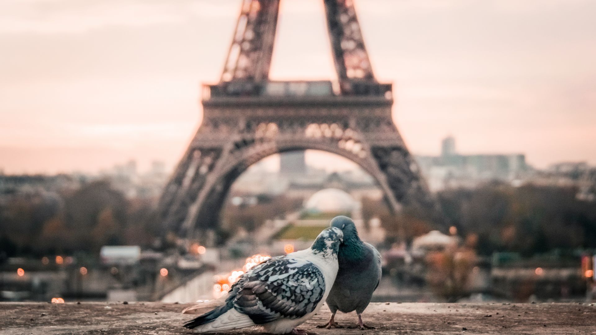 Wallpaper Doves couple, birds, Eiffel tower