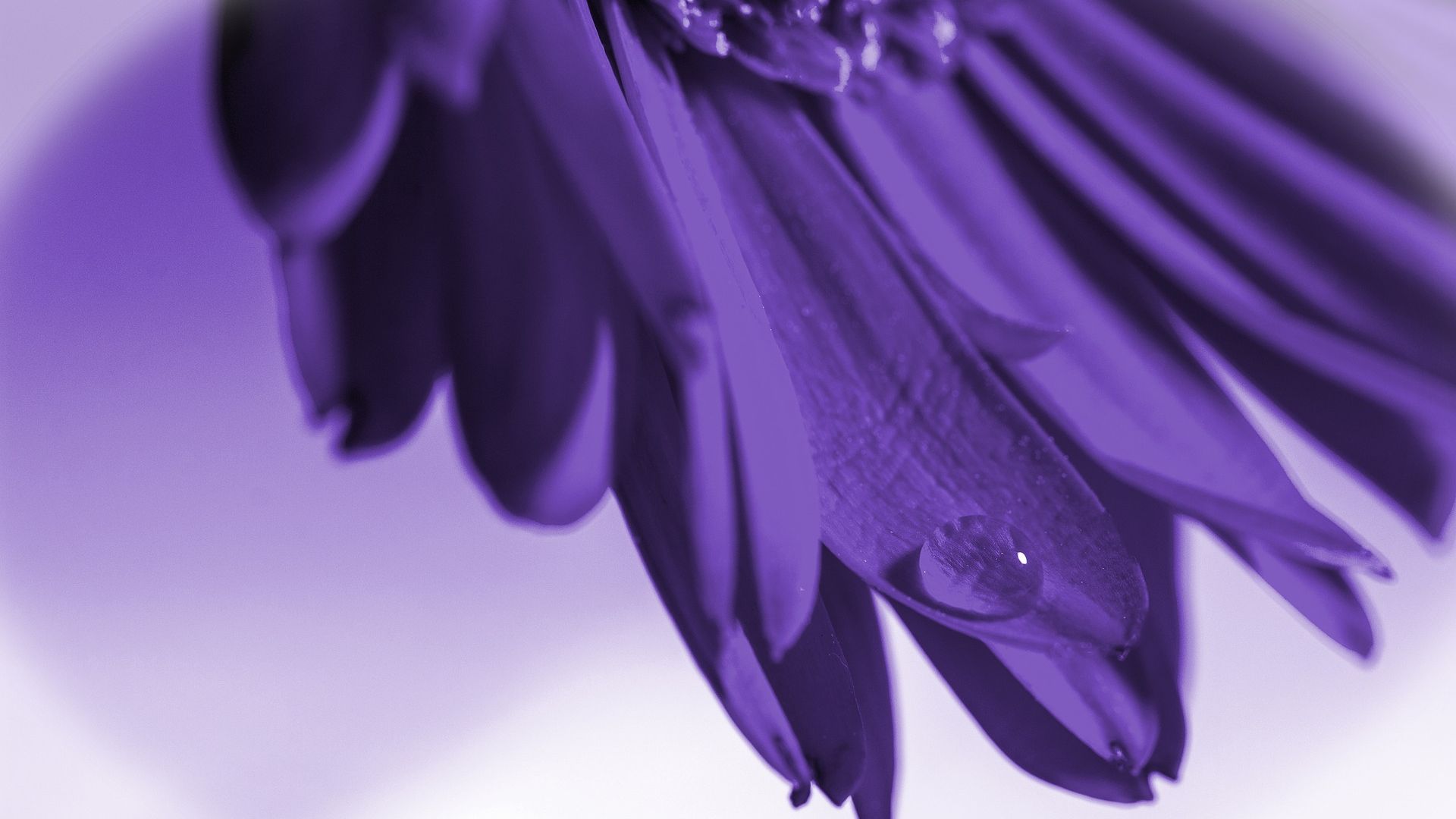 Wallpaper Purple gerbera flower, close up, drops