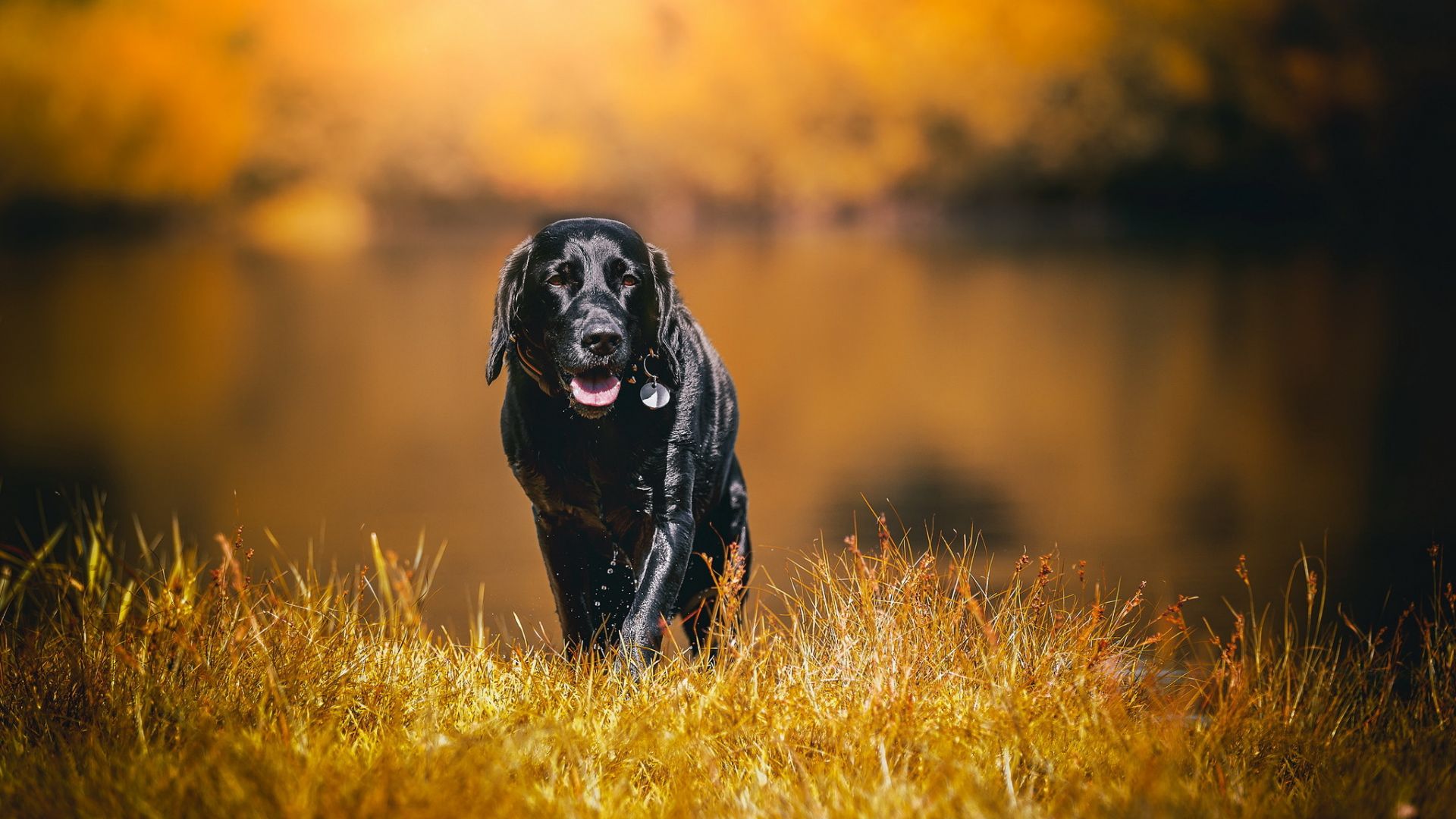 Desktop Wallpaper Labrador, Black Dog, Pet, Walk, Grass, Hd Image, Picture,  Background, Tezxt0