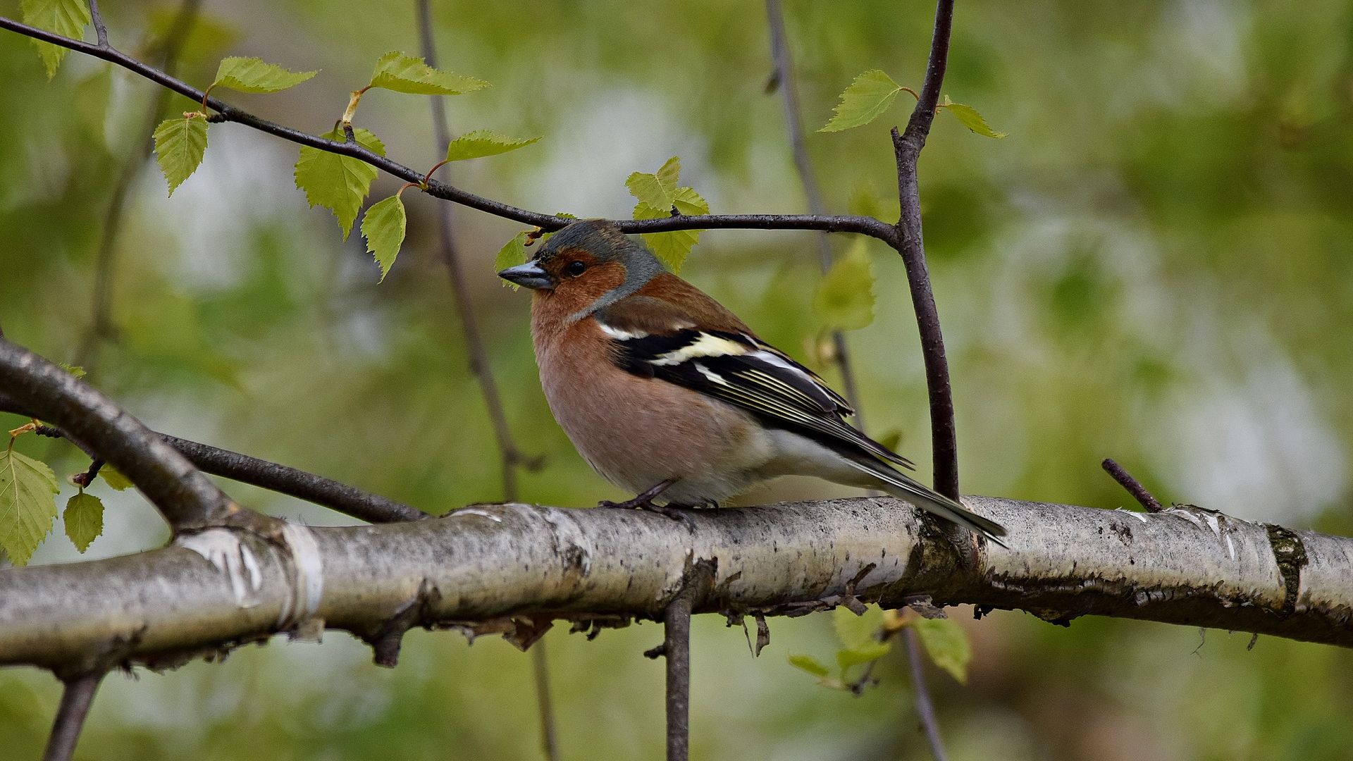 Wallpaper Chaffinch, bird, sitting, tree branch