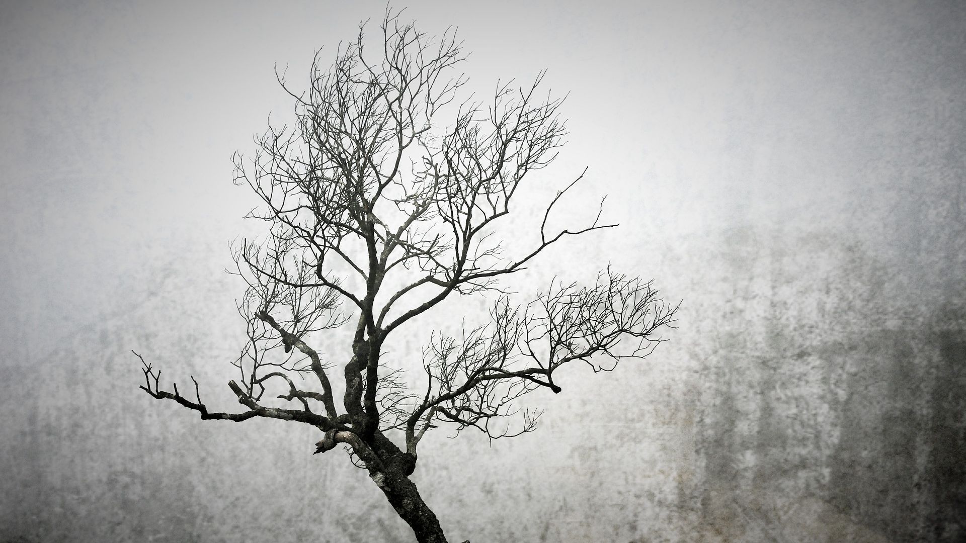 Wallpaper Winter, tree branch, tree