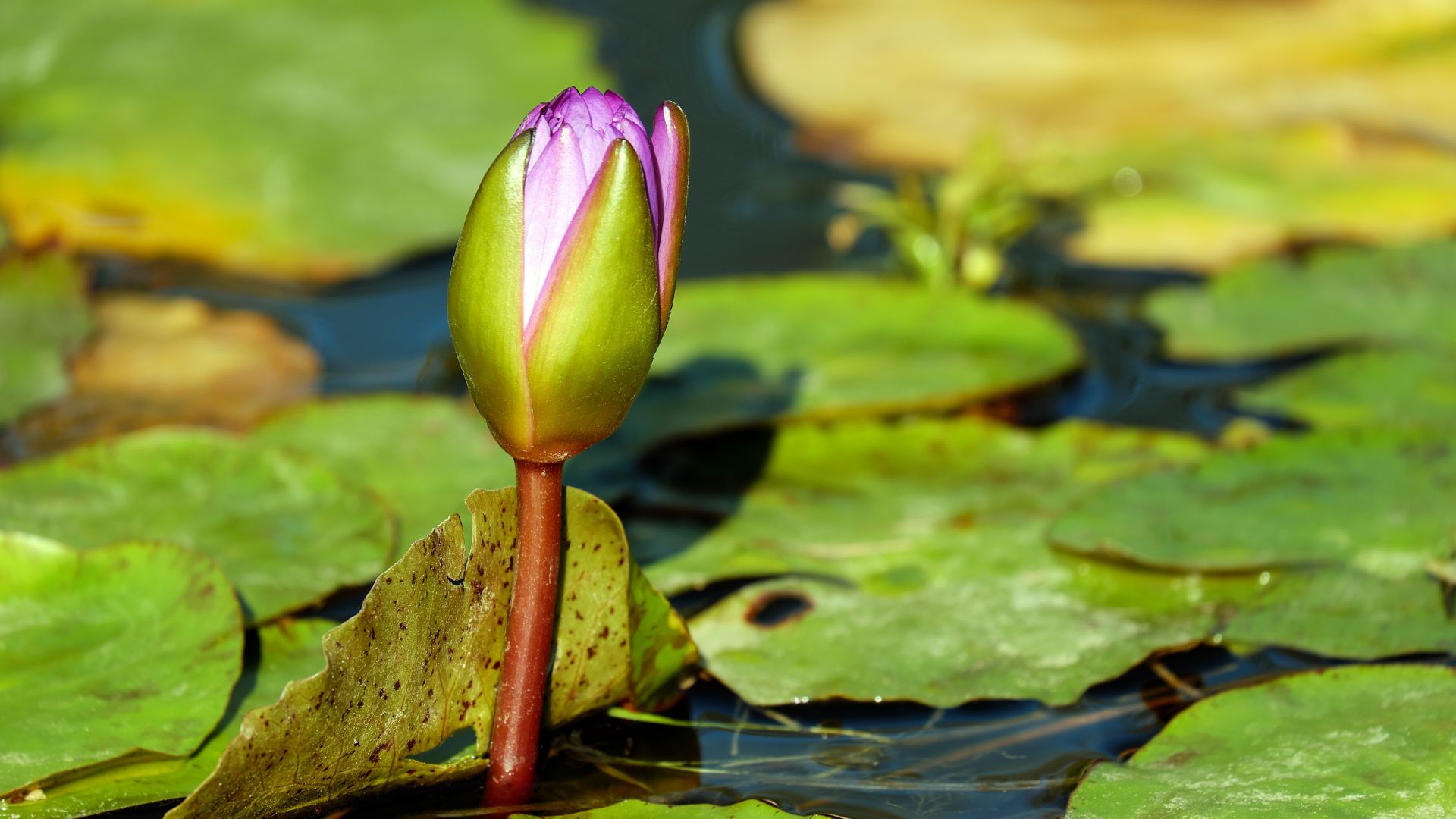 Wallpaper Water lily bud, pink flowers, leaves, pond