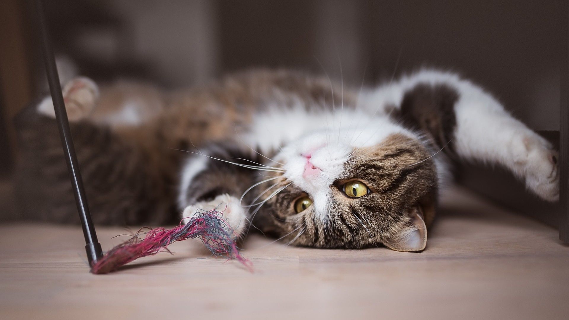 Wallpaper Cat, play, animal