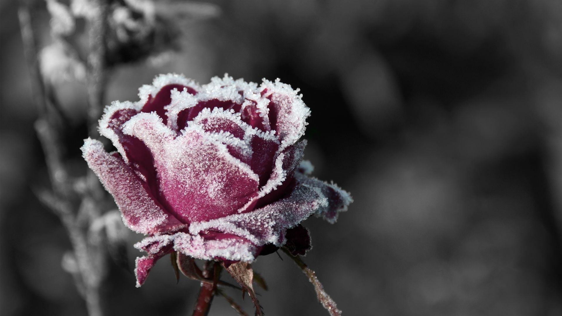 Desktop Wallpaper Snow Frost On Rose Flower, Hd Image, Picture, Background,  Tg 3ta