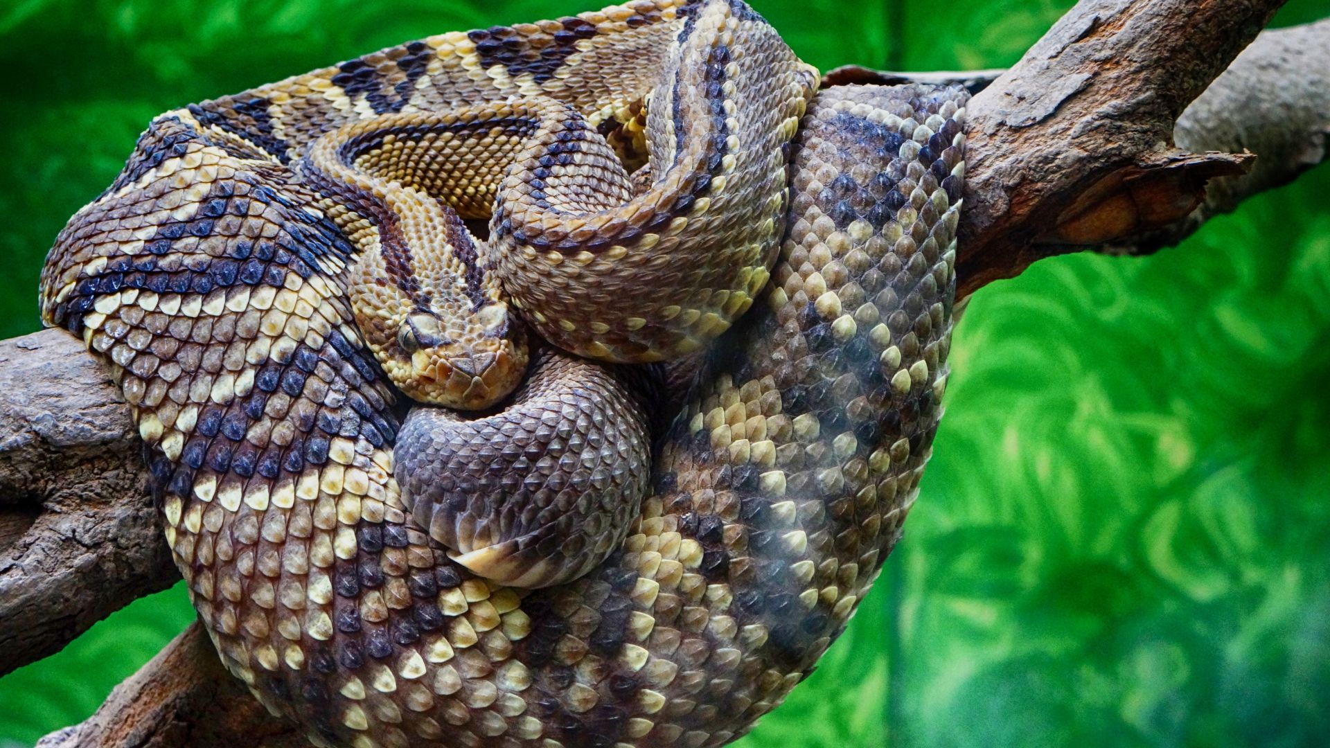 Wallpaper Rattlesnake, reptiles