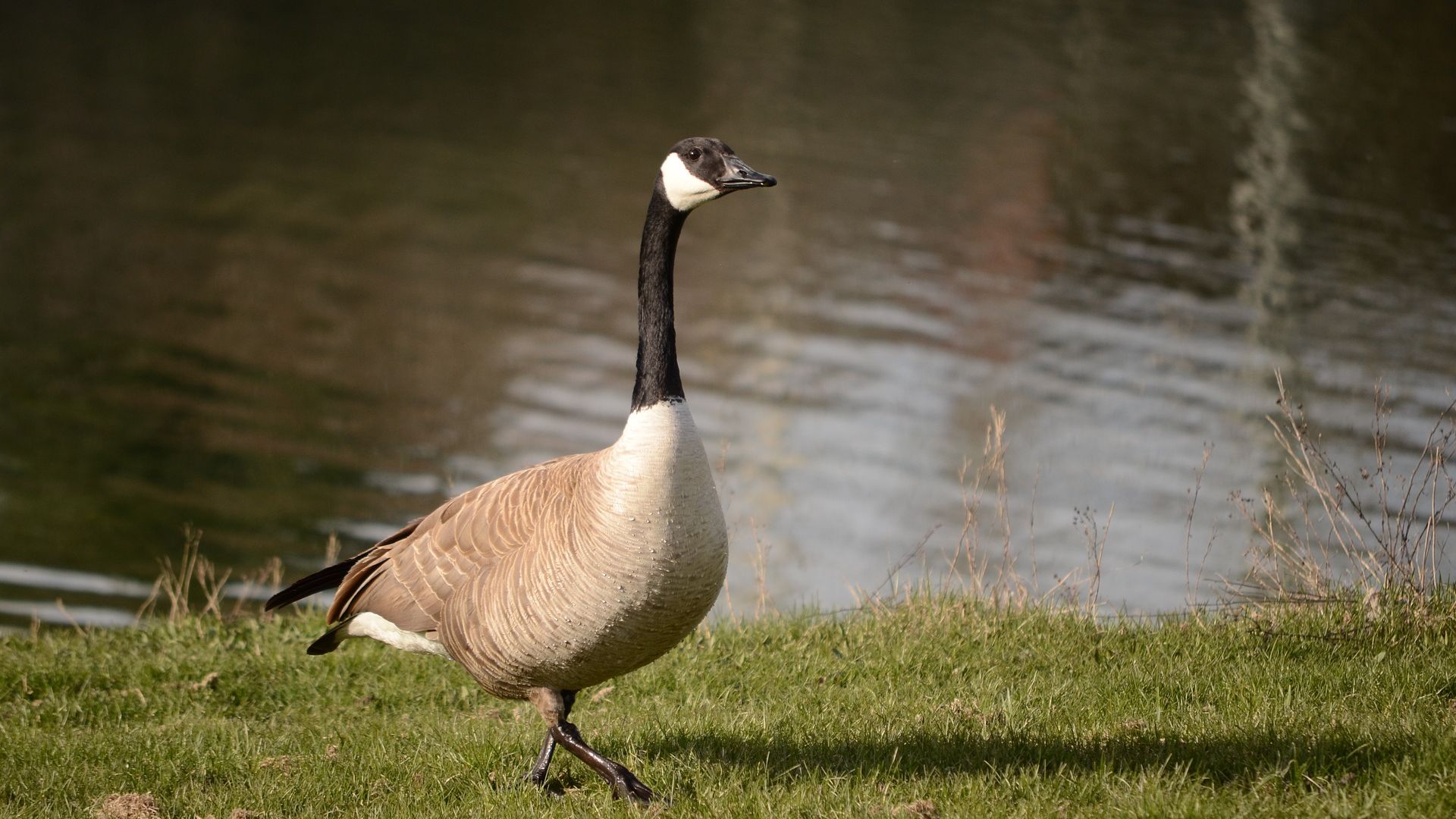 Wallpaper Goose, walk water, bird, lake