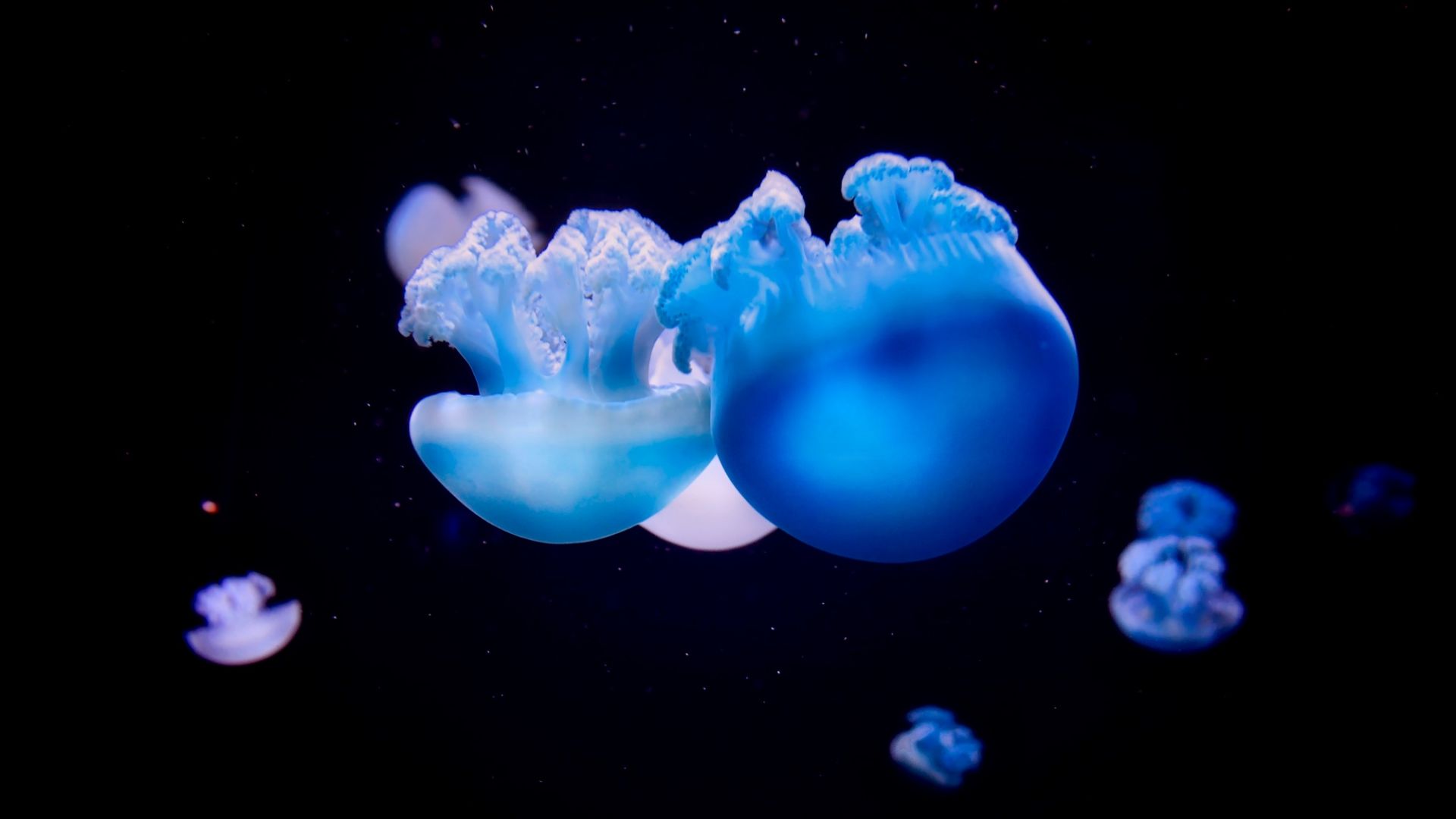 Wallpaper Jellyfish, blue fishes, underwater