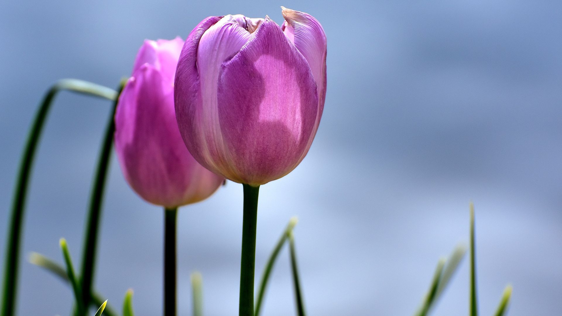 Wallpaper Tulips, pink flower, buds
