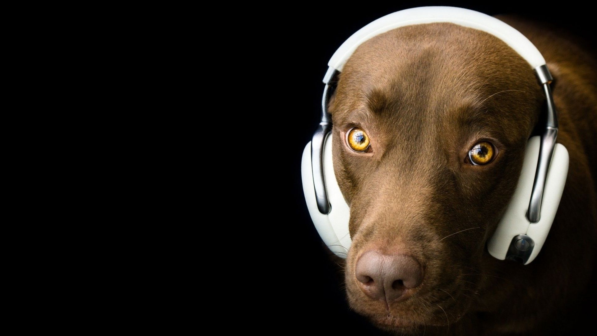 Wallpaper Dog, head phone, humor, muzzle