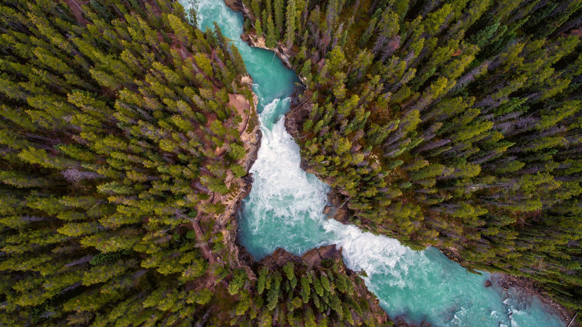 Wallpaper Deep forest river