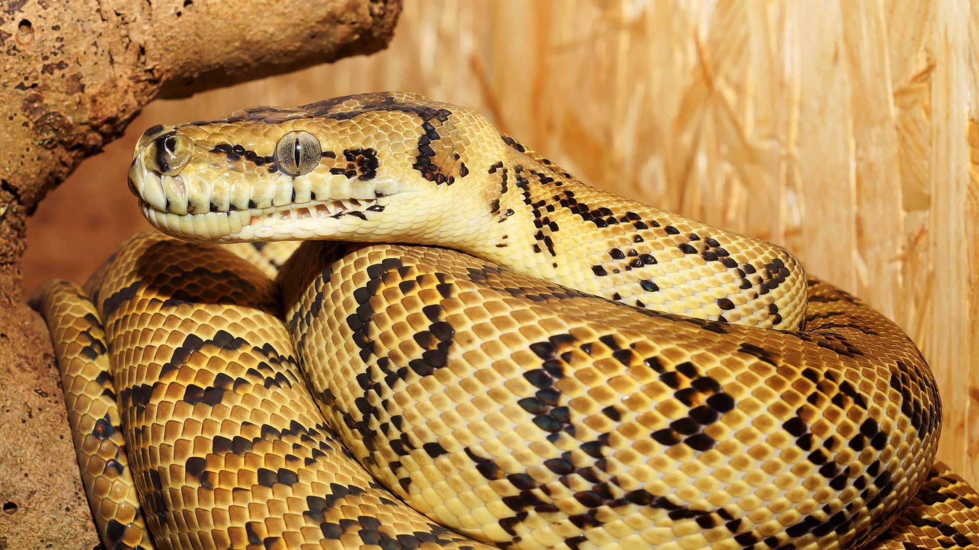 Wallpaper Yellow python