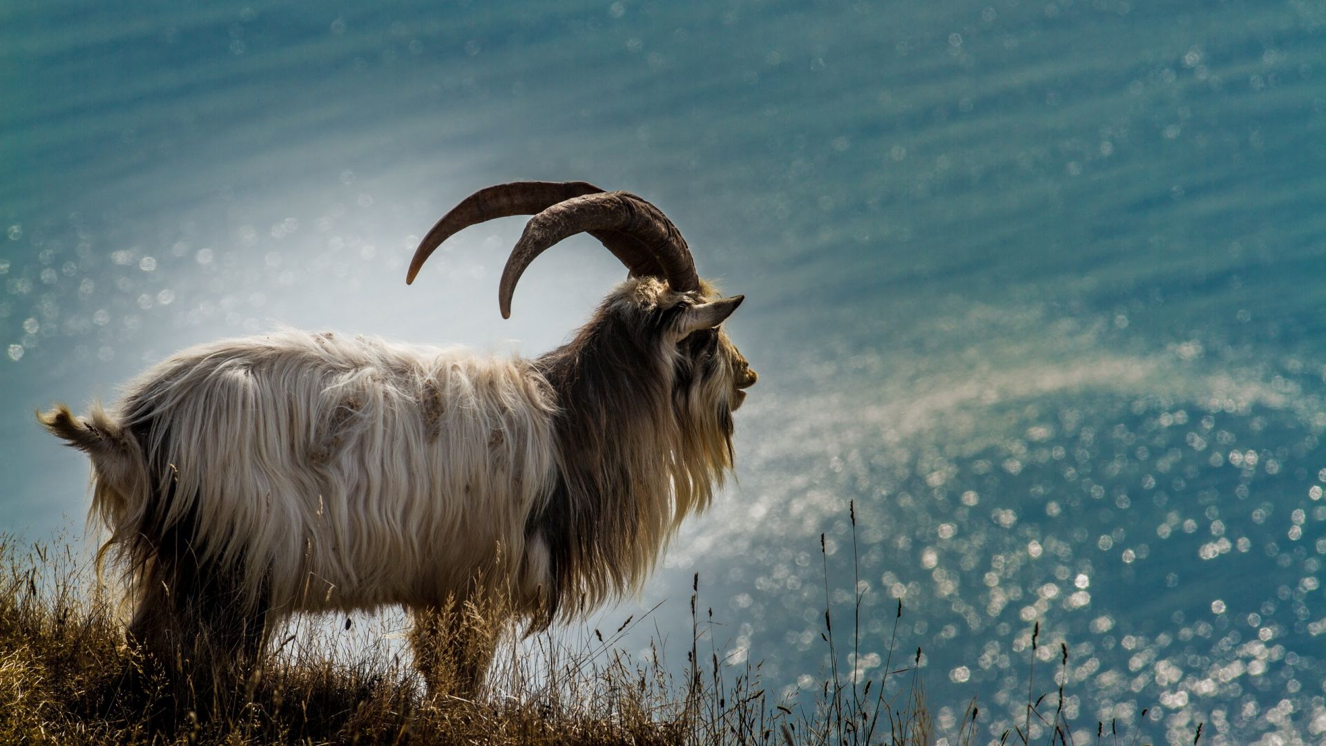 Wallpaper Furry goat, animal, horns, landscape