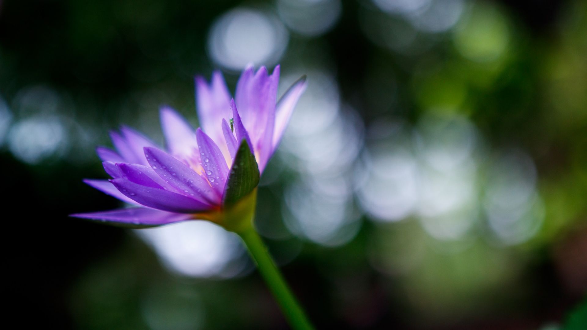 Wallpaper Water lily, purple flower, bokeh