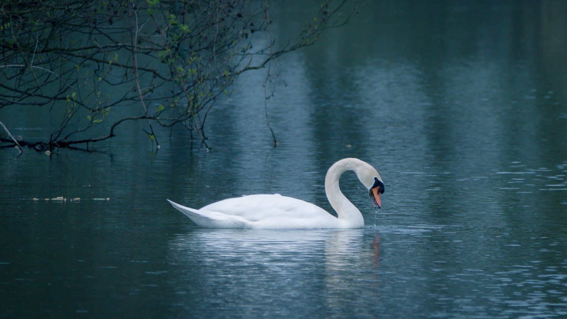 Desktop Wallpaper Swan, Beautiful, Love Bird, Swim, Lake, Hd Image,  Picture, Background, Tlrynm