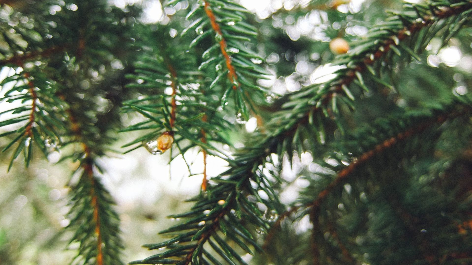 Wallpaper Spruce, tree branch