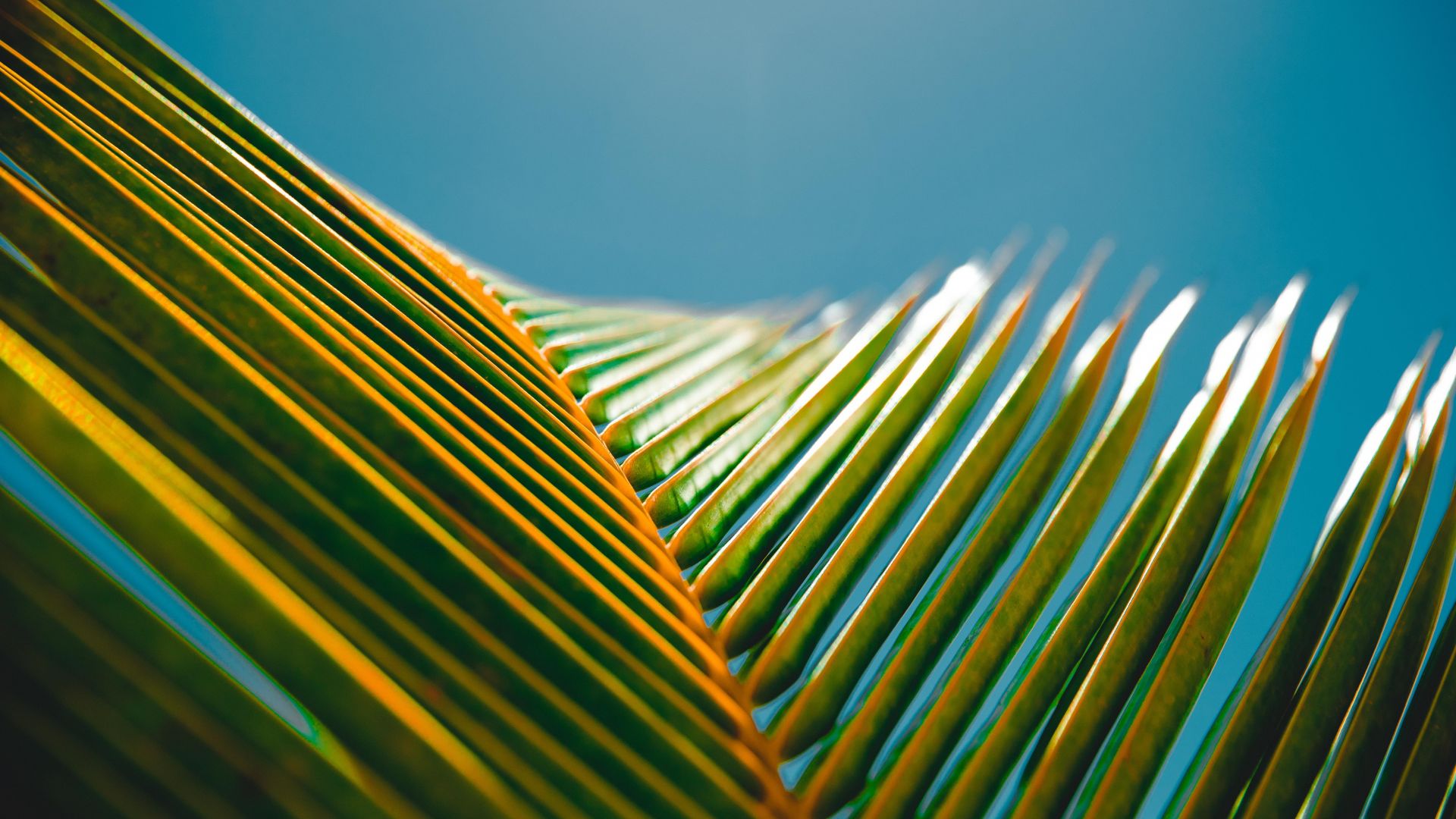 Wallpaper Green Leaves of palm tree, close up