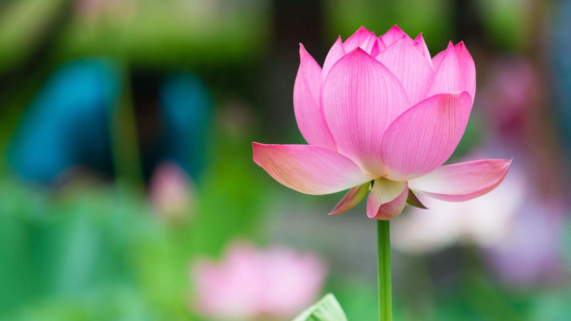 Wallpaper Lotus, beautiful pink flower, close up