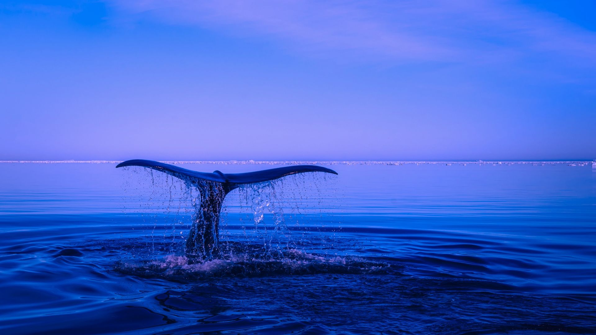 Wallpaper Whale tail, blue sea