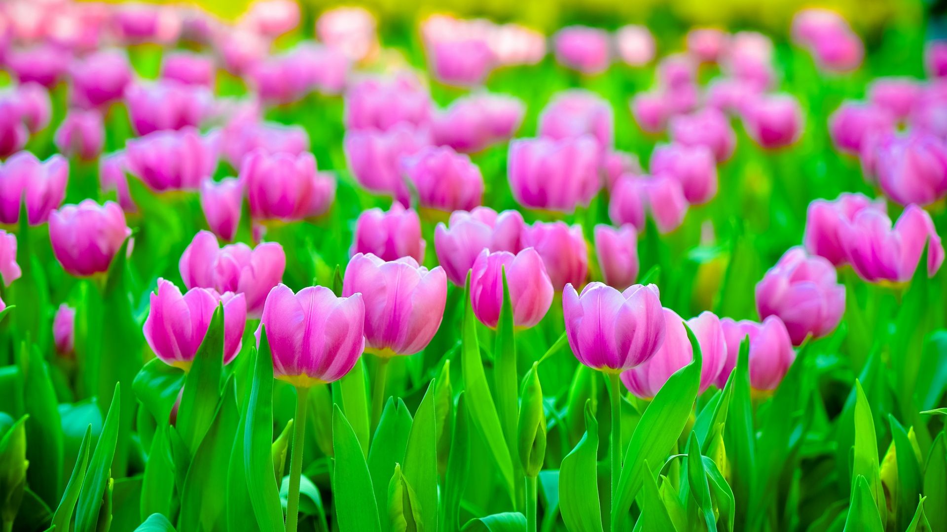 Wallpaper Pink tulips, farm, plants, spring