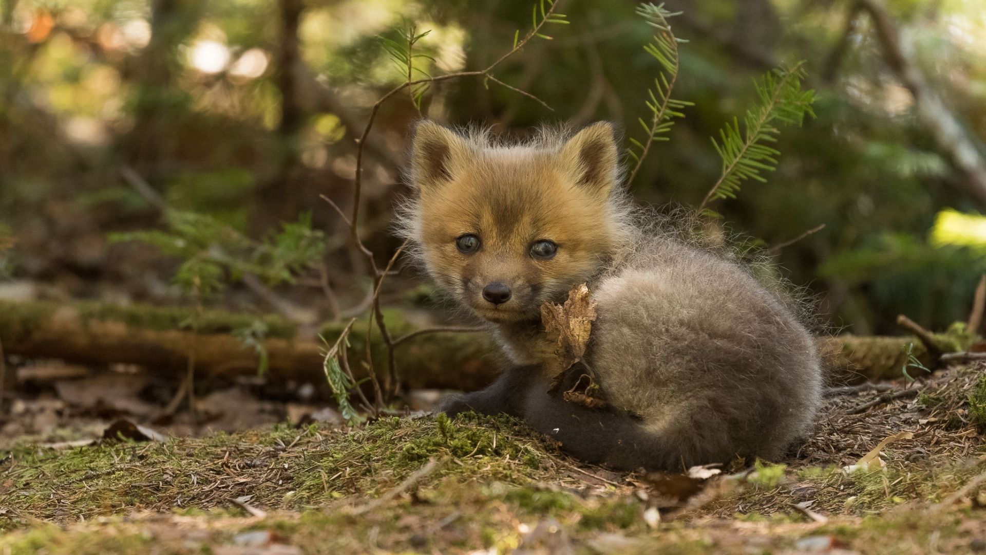 Wallpaper Baby fox