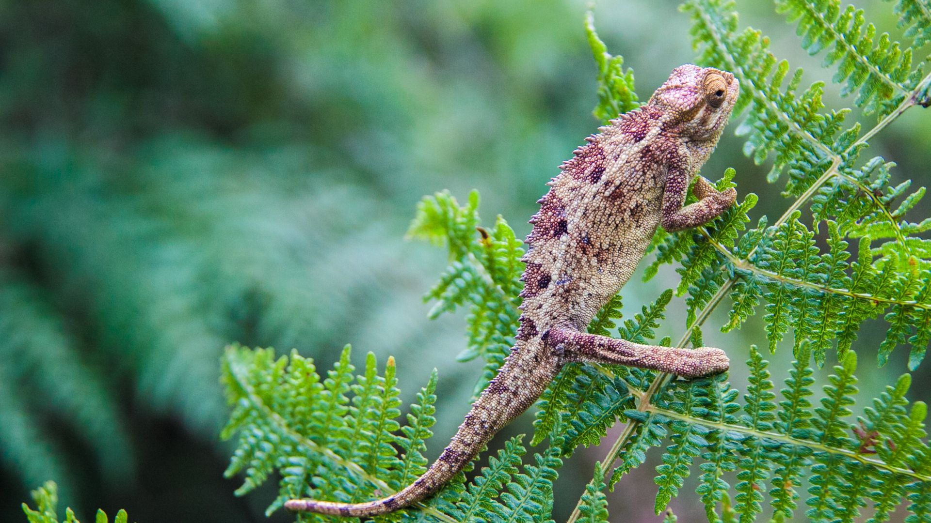 Wallpaper Lizard on tree branch