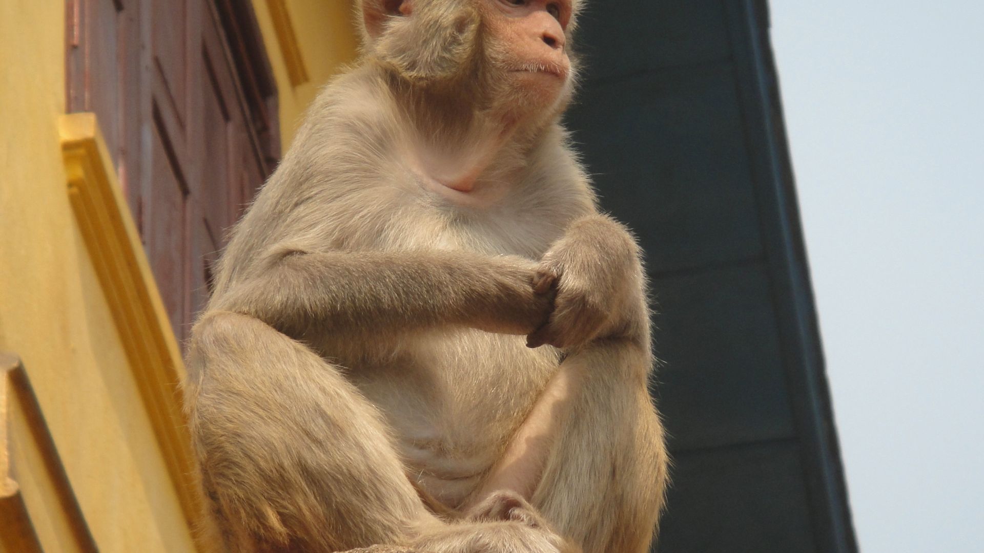 Wallpaper Monkey, ape, looking away