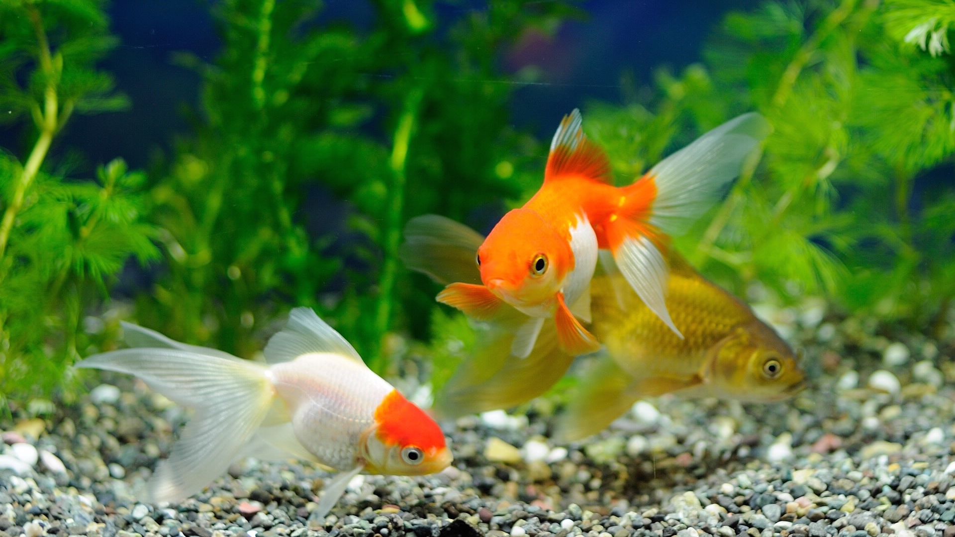Desktop Wallpaper Beautiful Fishes In Aquarium, Hd Image, Picture,  Background, To Upc
