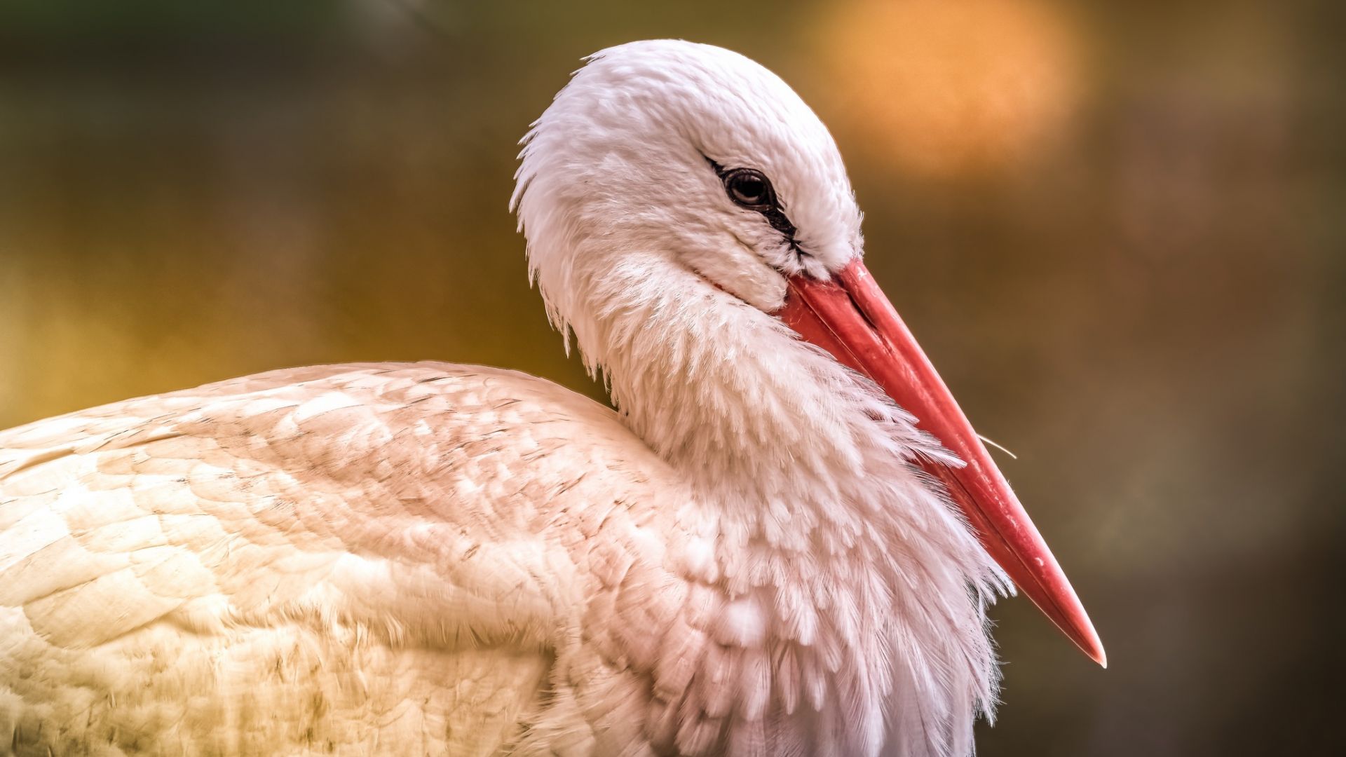 Wallpaper White stork, bird, red beak
